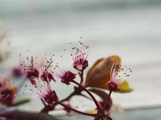 The Human Awakening: A Channeling with Grace and Maitland
