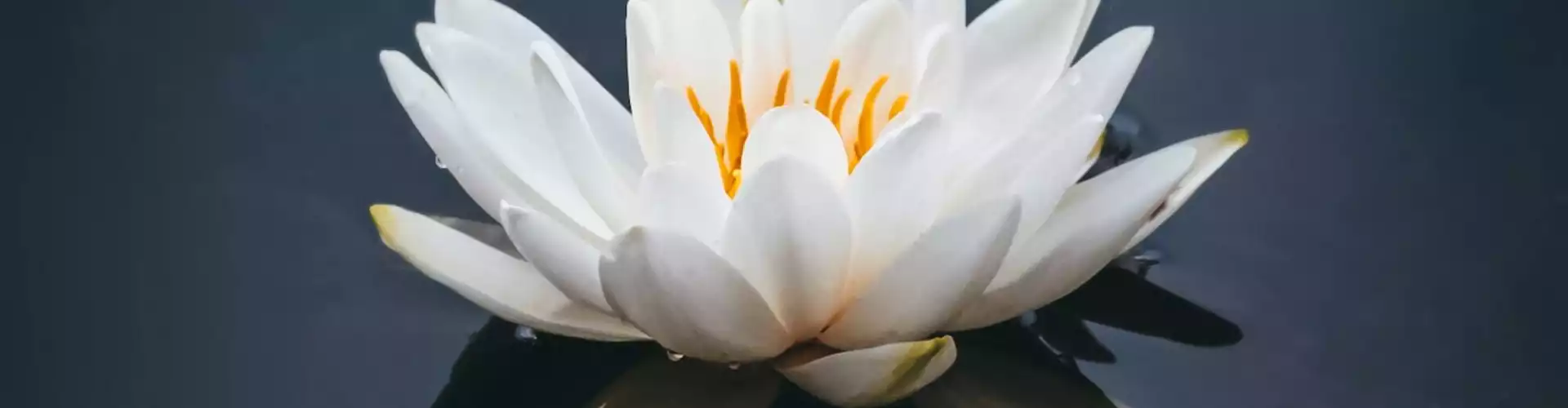 Travaillez votre karma pour que votre vie fonctionne pour vous - Online Class by Dr. Lynn Anderson