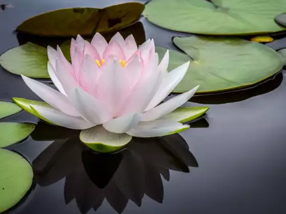 Reiki Meditation: You are Whole, Perfect and Complete