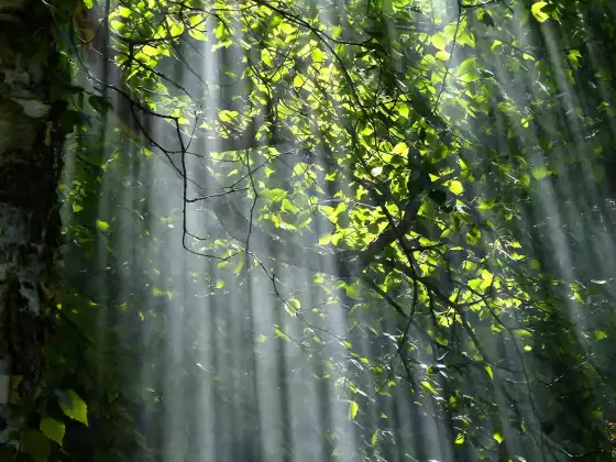 Remote Healing with Light Language