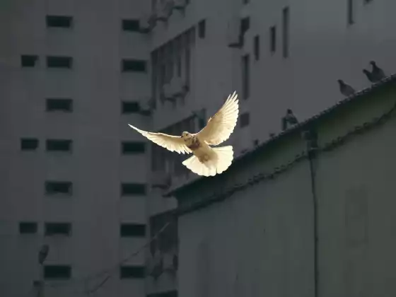 薩滿教101-遇見精神動物