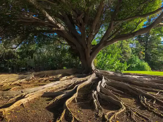 Cura Remota para Aterramento Profundo com o Chacra da Terra