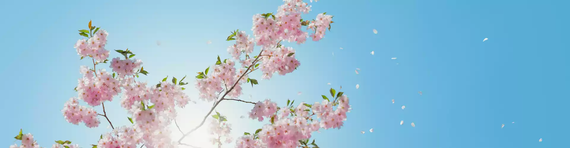 பெண்களின் ஆரோக்கியத்திற்கான ஆற்றல் குணப்படுத்துதல் - Online Class by Ismene Manakas