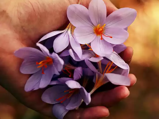 Chữa bệnh Reiki từ xa trong 33 phút