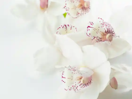 Chữa bệnh bằng Reiki từ xa trong 33 phút
