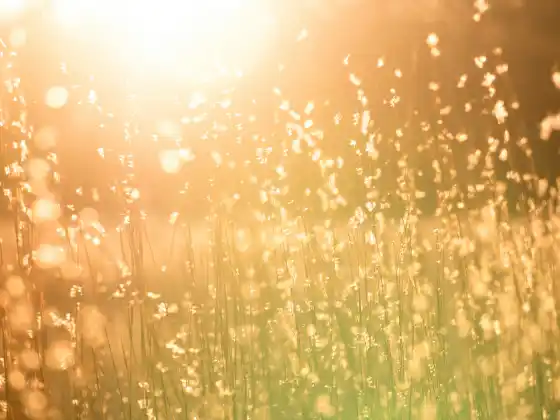 Love, Light, and Peace - an Energy Healing with Yeshua
