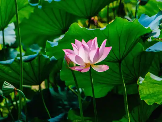 Remote Reiki Healing for 33 Minutes