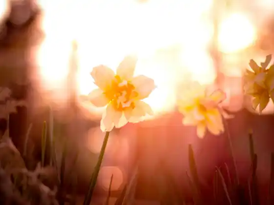 Heart-centeredness – Energy Healing 