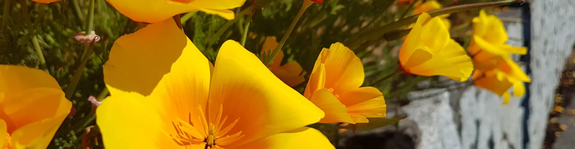 Die Chakra-Reise, Klasse vier – Ihr Sakralchakra - Online Class by Megan Edge