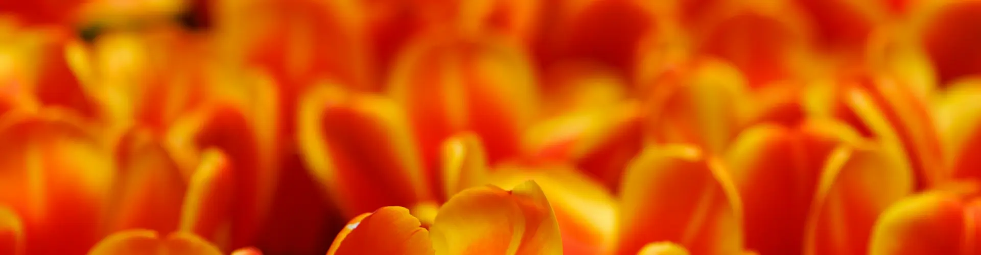 Remote Healing for Root, Sacral, Solar Plexus Chakra Detoxing Support - Online Class by Jamie Butler
