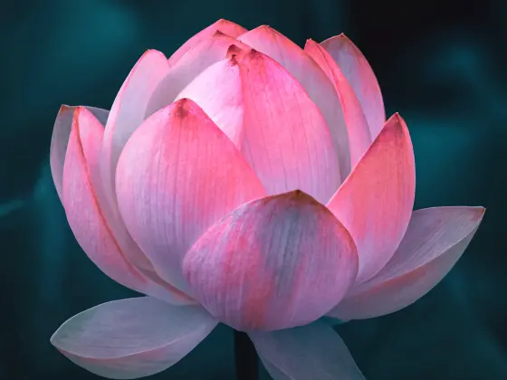 靈氣大師週末